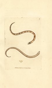 Mladý had hladký, Coronella austriaca (užovka dumfrieshirská, Coluber dumfrisiensis). Ručně kolorovaná mědirytina od Jamese Sowerbyho z The British Miscellany nebo Barevné figurky nových, vzácných nebo málo známých zvířecích předmětů. od James Sowerby
