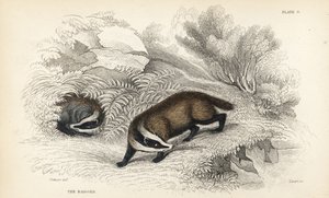Jezevec evropský, Meles meles (Meles taxus). Ručně kolorovaná ocelorytina od Lizars podle ilustrace Jamese Stewarta z William Jardine