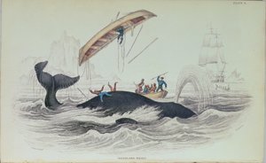 Grónská velryba, knižní ilustrace vyrytá Williamem Home Lizarsem (1788-1859) od James Stewart