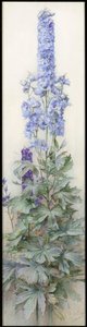 Delphiniums, cca 1920