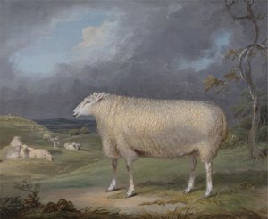 Border Leicester Ewe od James Ward