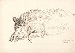 Divoké prase, spící nebo mrtvý, 1814 od James Ward
