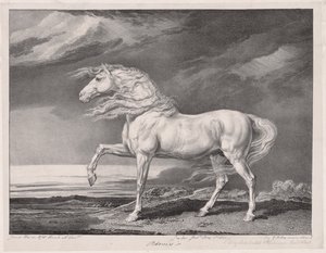 Čtrnáct oslavovaných koní: Adonis, 1824. od James Ward