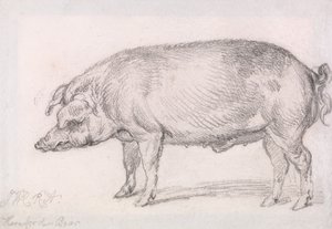Herefordský kanec od James Ward