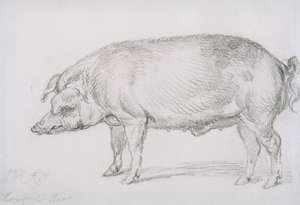 Hereford Boar, c.1803-04 (tužka na papíře) od James Ward