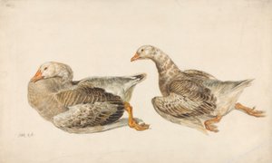 Studie o husách od James Ward
