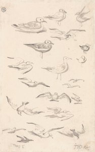Studie racků od James Ward