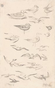 Studie racků od James Ward