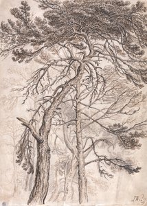 Studium stromů od James Ward