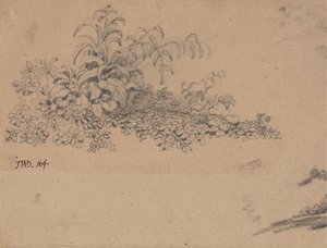 Studium podrostu od James Ward