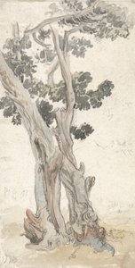 Studie stromu od James Ward