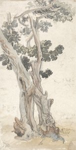 Studie stromu od James Ward