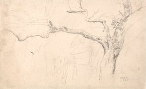Stromová studie od James Ward