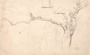 Studie stromů od James Ward