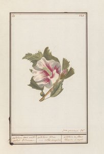 Ibišek (Hibiscus syriacus) Althea s bílými samostatnými květy. / althea flore - bílá prostě. / althea jednoduchý bílý květ (název na objektu)