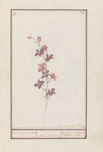 Larkspur (Consolida) rytíř ostruha kotník. / květ jednoduchý. / Esperon de chevalier afluer jednoduchý. (název na objektu)