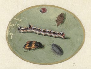 Beruška, housenka, dřevomorka a dva brouci Zvířata (název seriálu) od Jan Augustin van der Goes