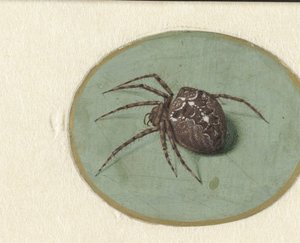 Pavouk od Jan Augustin van der Goes