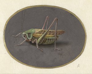 Saranče Zvířata (název seriálu) od Jan Augustin van der Goes