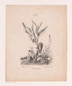 Vodní rostliny Vodní rostliny (název na objektu) Principy krajiny čerpané z přírody a provedené na kameni (název série) od Jan Baptiste de Jonghe
