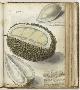 Durian od Jan Brandes