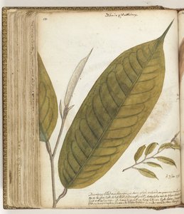 Durianblad od Jan Brandes