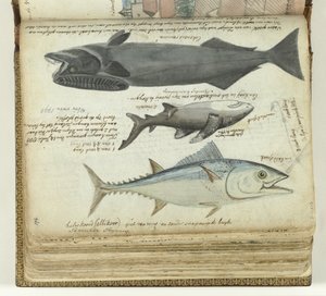 Tuňák, žralok a remora od Jan Brandes