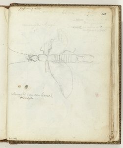 Horzel od Jan Brandes
