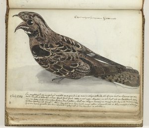 Nightjar od Jan Brandes