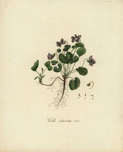 Sladká fialka nebo anglická fialka, Viola odorata
