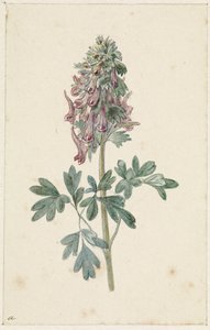 Kvetoucí Corydalis bulbosa od Jan Jacob Goteling Vinnis