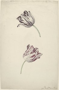 Dva červené a bílé tulipány od Jan Jansz. van der Vinne