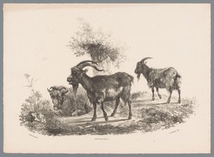 Dvě kozy a ovce u stromu Beesten Studien od J. Kobella podle Paula Pottera Nr. 1 (název série) od Jan Kobell (III)