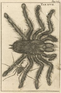 Pavouci XVIII od Jan Luyken