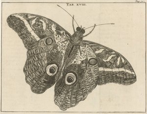 Surinamský obrovský motýl XVIII od Jan Luyken