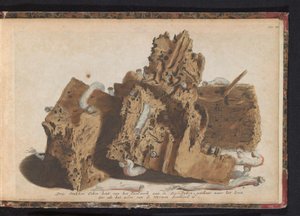 Části hromady zasažené lodními červy, 1731 Tři kusy dubového dřeva z Paalwerk aan de Zee-Dyken, nakreslené po životě, když byl proražen Wurmeny (název na předmětu) od Jan Ruyter