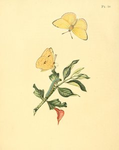 Phoebus senna (jako syn. Papilio hyperici) od Jan Sepp