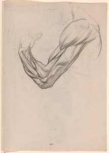 Anatomická studie svalů pravé paže od Jan Veth