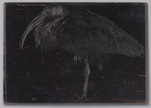 Ibis (původní název na objektu) od Jan Veth