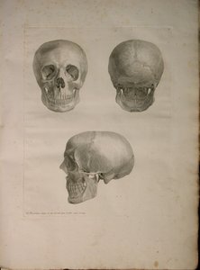 Albinus II, Pl. I, ilustrace z 