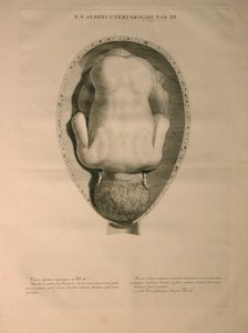 Albinus, Uterus, Pl. III, ilustrace z 