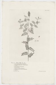 Dalea alopecuroides Dalea. Hort. Útes. 363. sp. 1 (název na objektu) od Jan Wandelaar