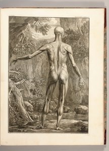 Rytina zobrazující svalové skupiny zad, 1747