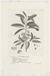 Kiggelaria africana Kiggelaria: mas. Hort. Útes. 462. sp. 1 (název na objektu) od Jan Wandelaar