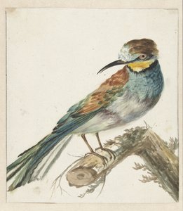 Vixenitter (Merops apiaster) od Jan Baptist Weenix