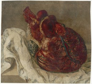 Otisky mozku a srdce Anatomická studie lidského srdce od Jan l