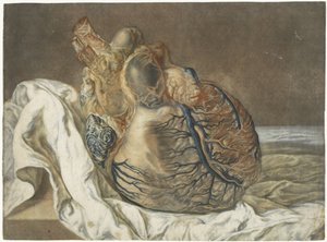 Otisky mozku a srdce Anatomická studie lidského srdce od Jan l