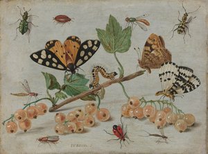 Hmyz a ovoce Snítka bílého rybízu s hmyzem od Jan van Kessel (I)