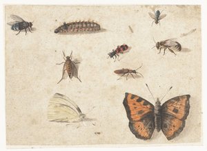 List studií devíti hmyzu od Jan van Kessel (I)