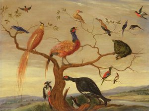 Koncert ptáků (olej na měděném panelu) od Jan van Kessel the Elder
